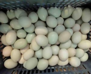 Egg Washing Machine for Chicken, Duck, and Goose Eggs - Efficient 2300pcs/h Cleaner